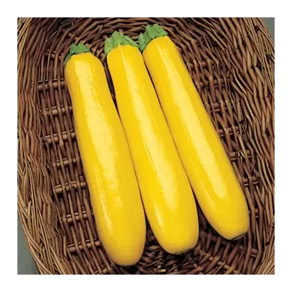 Squash, Gold Rush 100 Seed Count