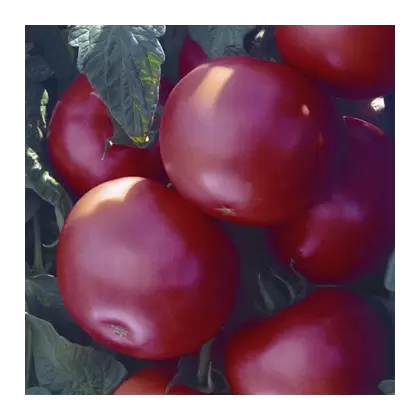 Tomato, Biltmore Treated - 100 Seed Count