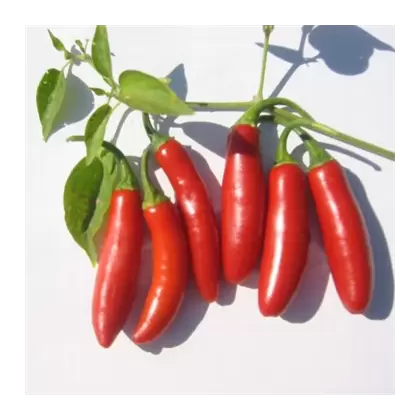 Peppers, Serrano Tampiqueno - 1,000 Seed Count