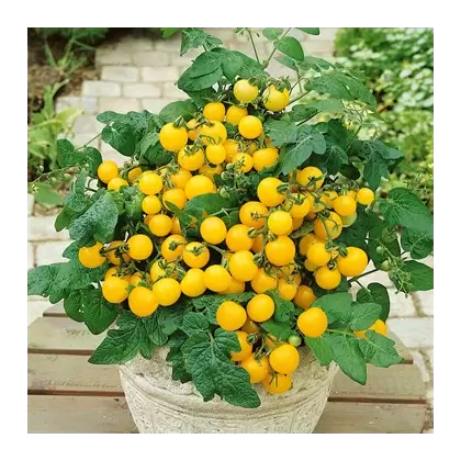 Tomato, Patio Choice Yellow - 100 Seed Count
