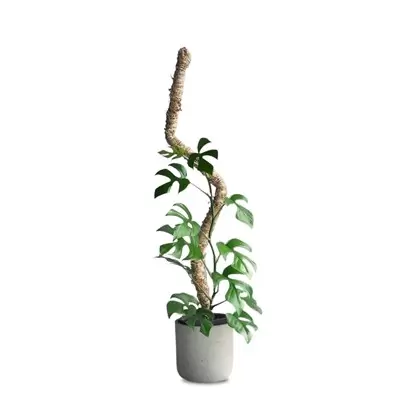 Mossify 42" Bendable Moss Pole