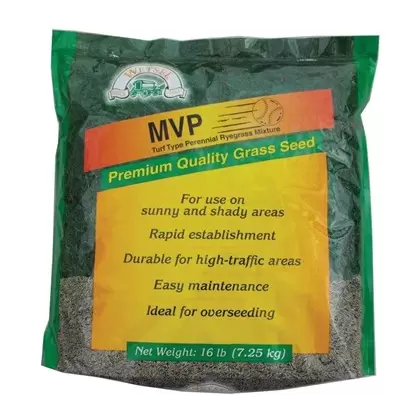 MVP Perennial Ryegrass 16