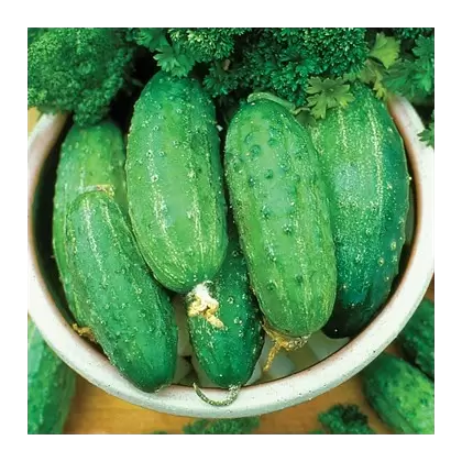 CUCUMBER, SMR58 1 LB EACH