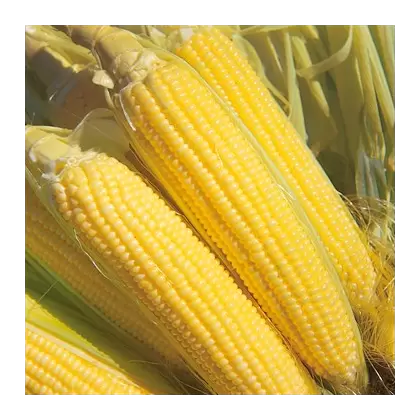 Corn, Iochief Treated - 4oz