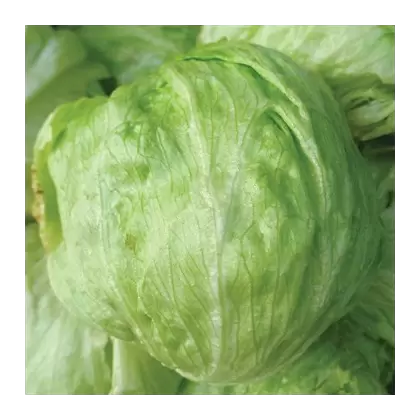 LETTUCE, ICEBERG - 1/2 OZ EACH