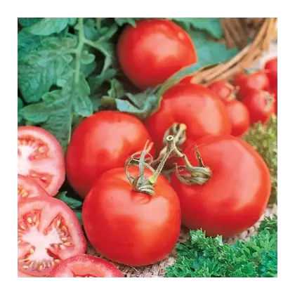 Tomato, Marglobe - 1/2oz