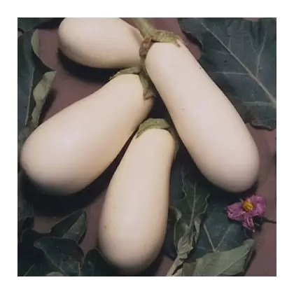 Eggplant, Casper - 1,000 Seed Count
