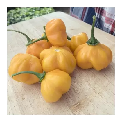 Peppers, Scotch Bonnet Orange - 5,000 Seed Count