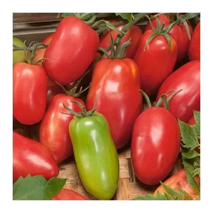 Tomato, Amish Paste - 500 Seed Count