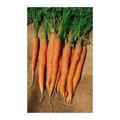 Carrot, Little Finger - 1/2oz