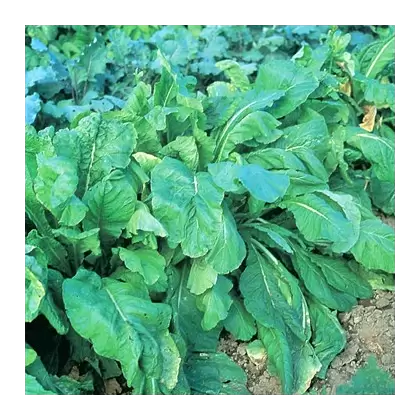 Mustard-Spinach, Tendergreen - 1/2oz