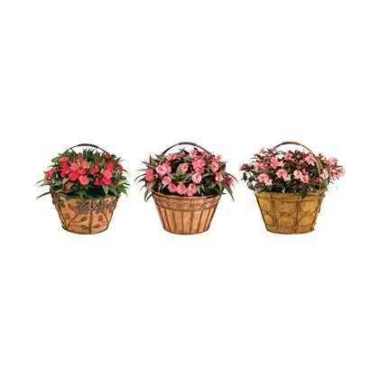 Deer Park Basket Variety Pk 2 Floral Daisy Ribbon Arch