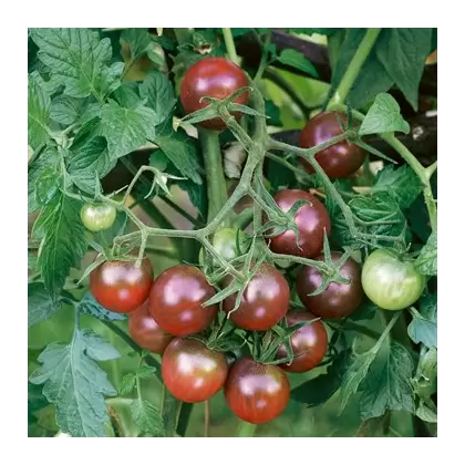 Tomato, Black Cherry - 500 Seed Count
