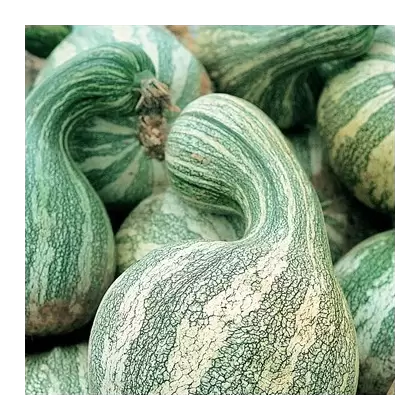 Pumpkin, Green Striped Cushaw - 1/2oz