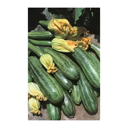 SQUASH, COCOZELLE 1/2 OZ EACH