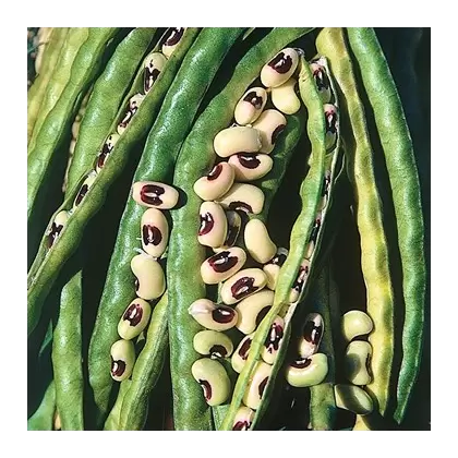 Cowpeas, California Blackeye - 1 /2lb
