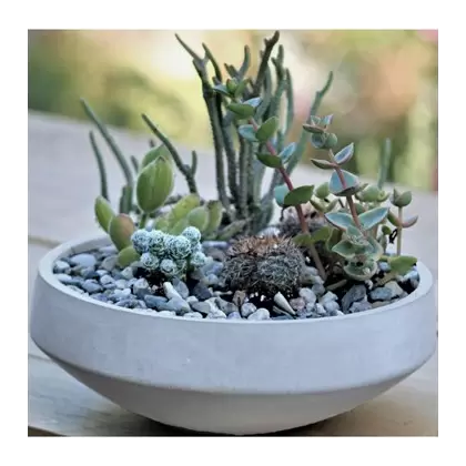 PHG 8"x3" Geometry Low Sphere Planter Polished Concrete