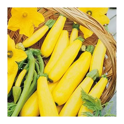 Squash, Golden Delight 1,000 Seed Count