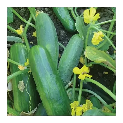 CUCUMBER, DASHER II - 1/2 OZ EACH