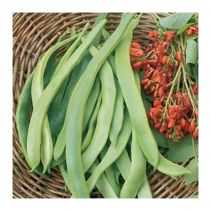 Beans, State Half Runner - 25lb