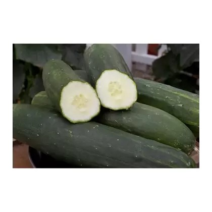 Cucumber, Peticue (patio) - 500 Seed Count