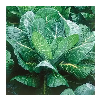Collards, Morris Heading 4oz