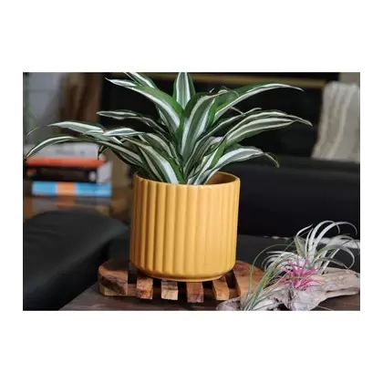 Palm Spring 8" Brush Comb Planter Mst