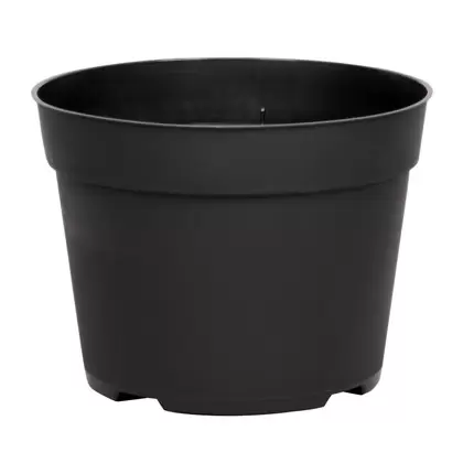 DLN 06.50 RND AZ TRAD T/W BLK 240/CS 48CS/PL