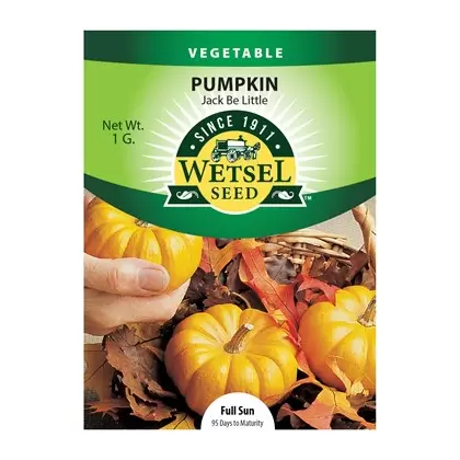 Pumpkin, Jack-B-Little - 1 gram