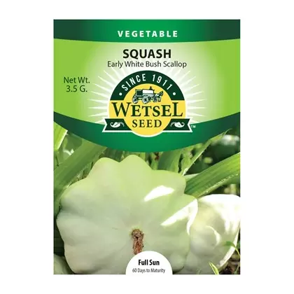 SQUASH, EARLY WHIT BUSH 3.5 G