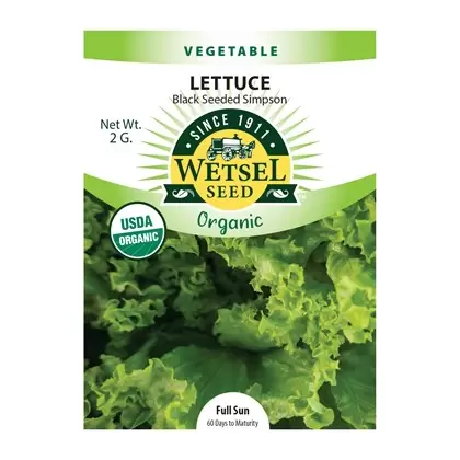 Organic Black Seed Simpson Lettuce - 2 Gram