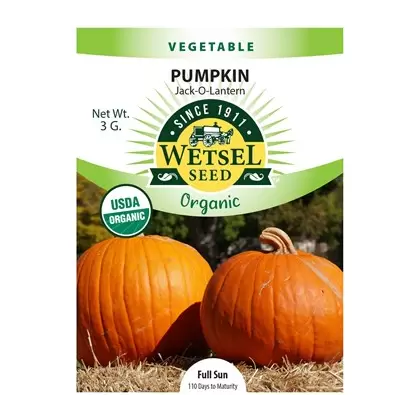 Organic Jack O Lantern Pumpkin - 3 Gram