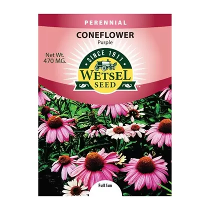 CONEFLOWER, PURPLE 470 MG