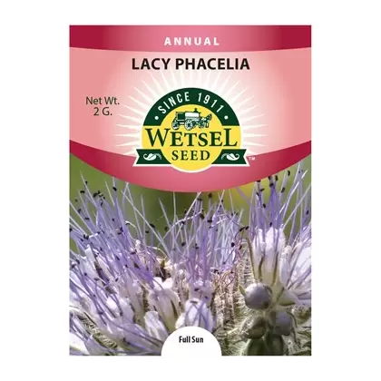 LACY PHACELIA - 2 GRAM