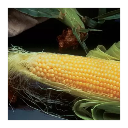CORN, INCREDIBLE 25