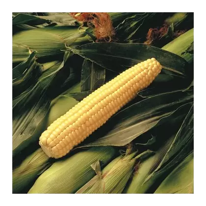 CORN, EARLY SUNGLOW - 1LB EACH