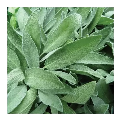 SAGE - 1/4 OZ. EACH