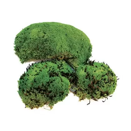 SuperMoss 200cu Bag Preserved Royal Pool Moss