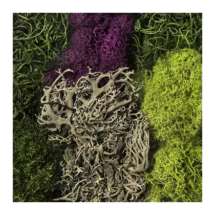 SuperMoss 8oz Moss Mix Assorted Best Sellers