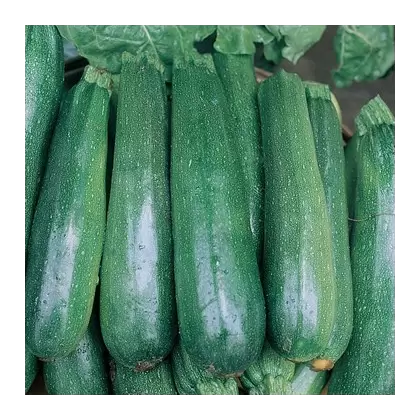 SQUASH, BLACK BEAUTY 1/2 OZ EACH