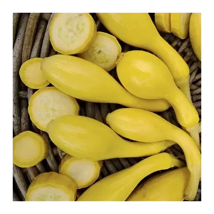 Squash, Summer Crookneck - 1/2oz