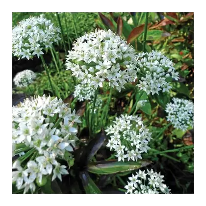 GARLIC CHIVES - 1/4 OZ. EACH