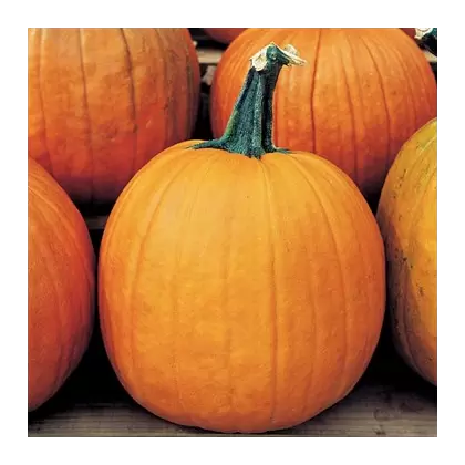 Pumpkin, Howden - 1/2lb