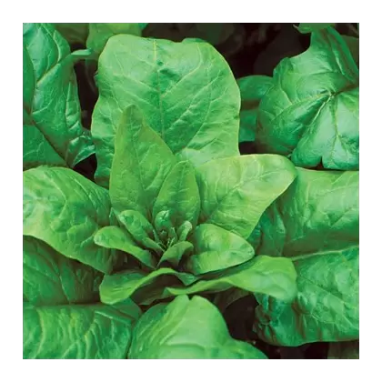 Spinach, Bloomsdale Long Standing - 4oz