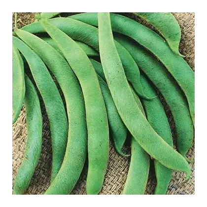 Beans, Volunteer Half Runner Treated - 1lb