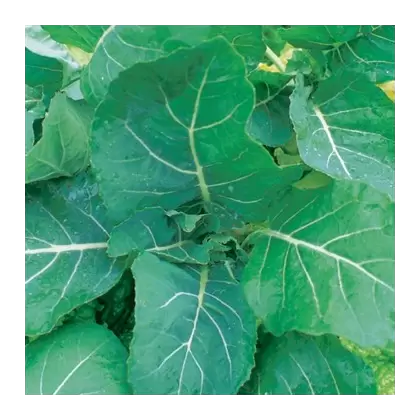 Collards, Georgia - 1/2oz