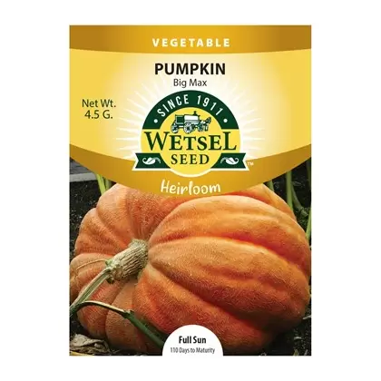 HEIRLOOM, PUMPKIN BIG MAX 4.5G