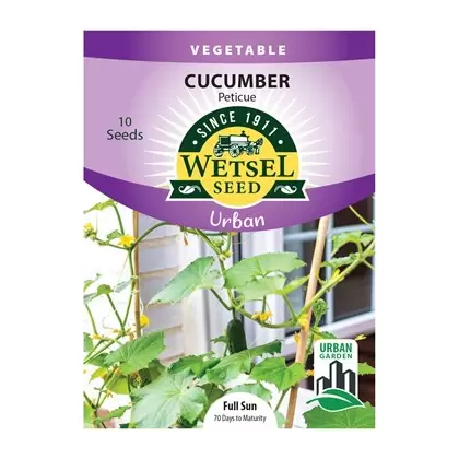 Cucumber, Peticue (patio) - 10 Seeds