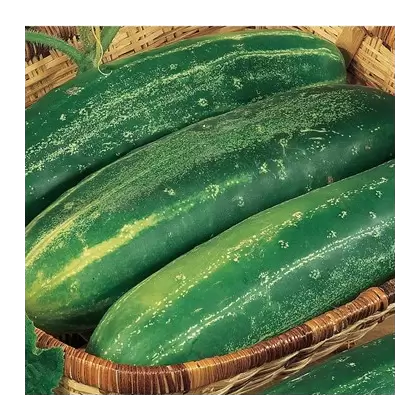 Cucumber, Straight Eight - 1lb