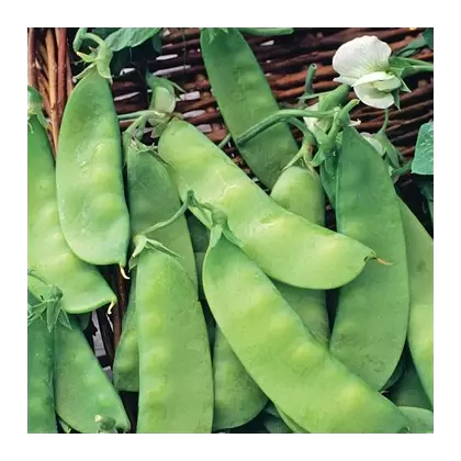 PEAS, DWARF GREY SUGAR 50